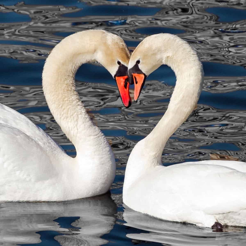 Obrázek epizody Láska