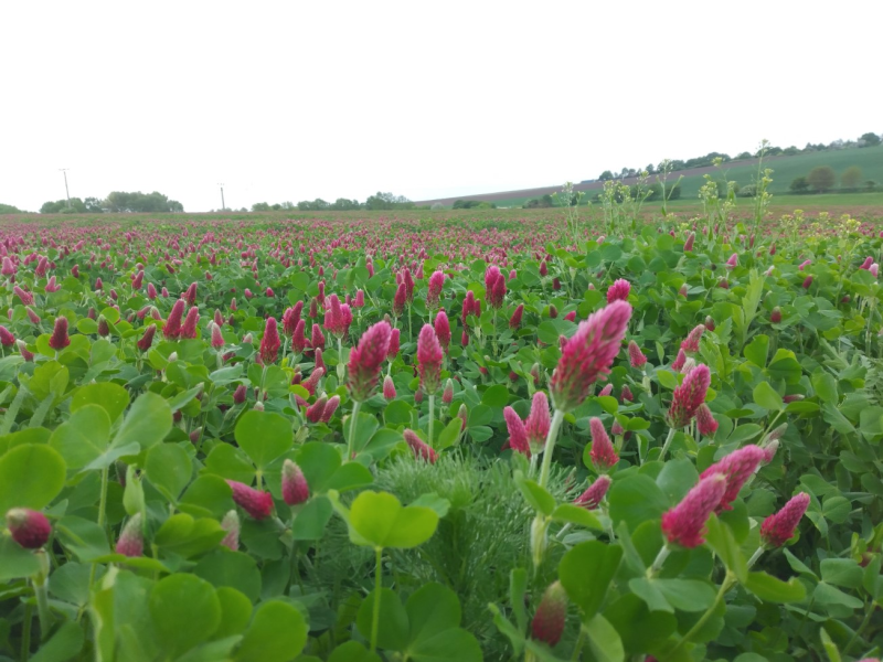 Obrázek epizody Regenerativní zemědělství: půda není jen držák na rostliny