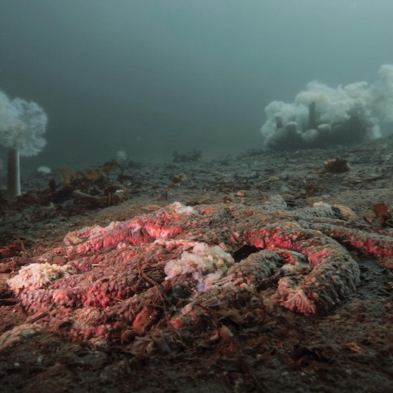 Obrázek epizody A decade long mystery - why were billions of starfish turned to goo?