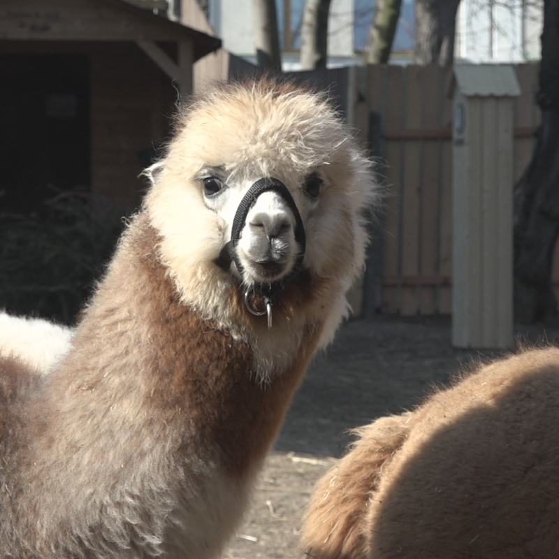 Obrázek epizody Tři lamí kluci v Mostě.