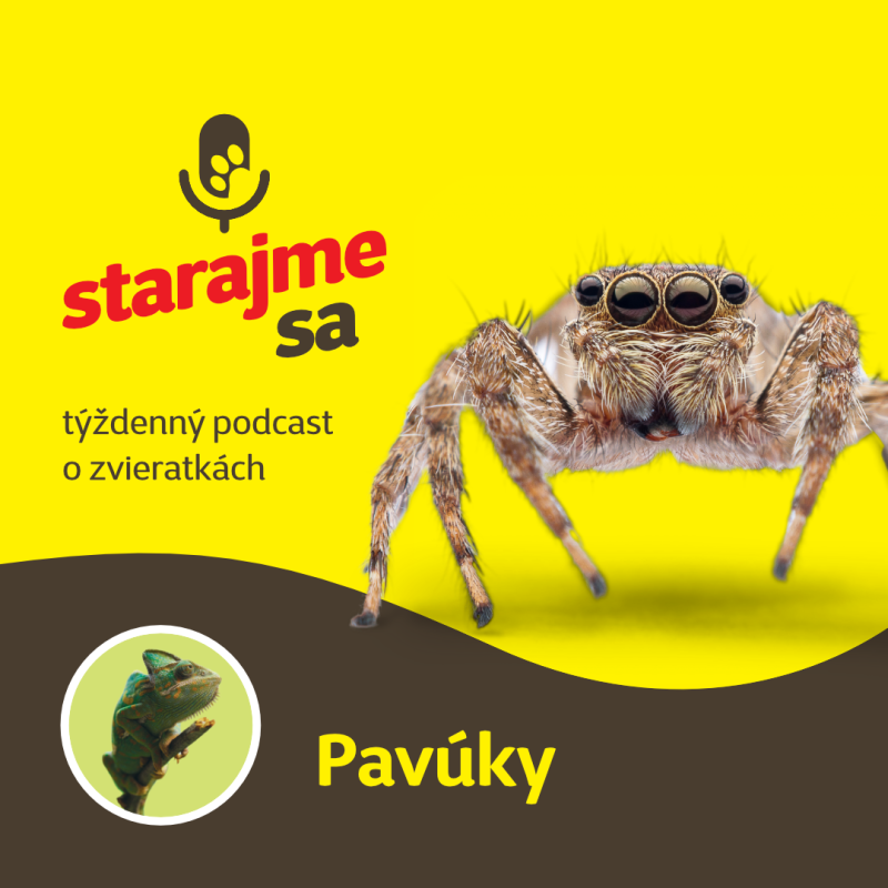 Obrázek epizody Teraristika: Pavúky