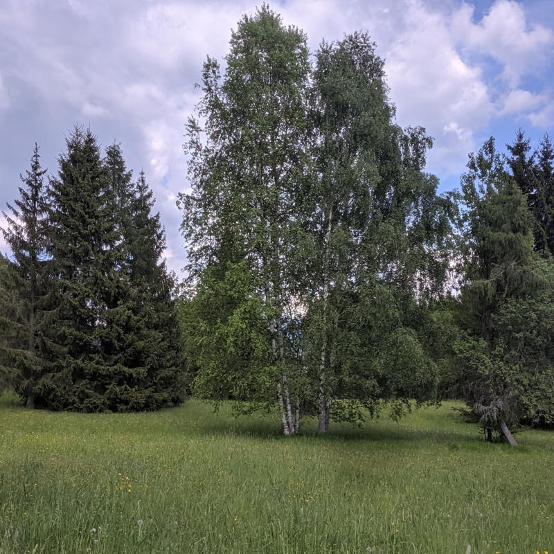 Obrázek epizody Lesná cesta za Pribylinou