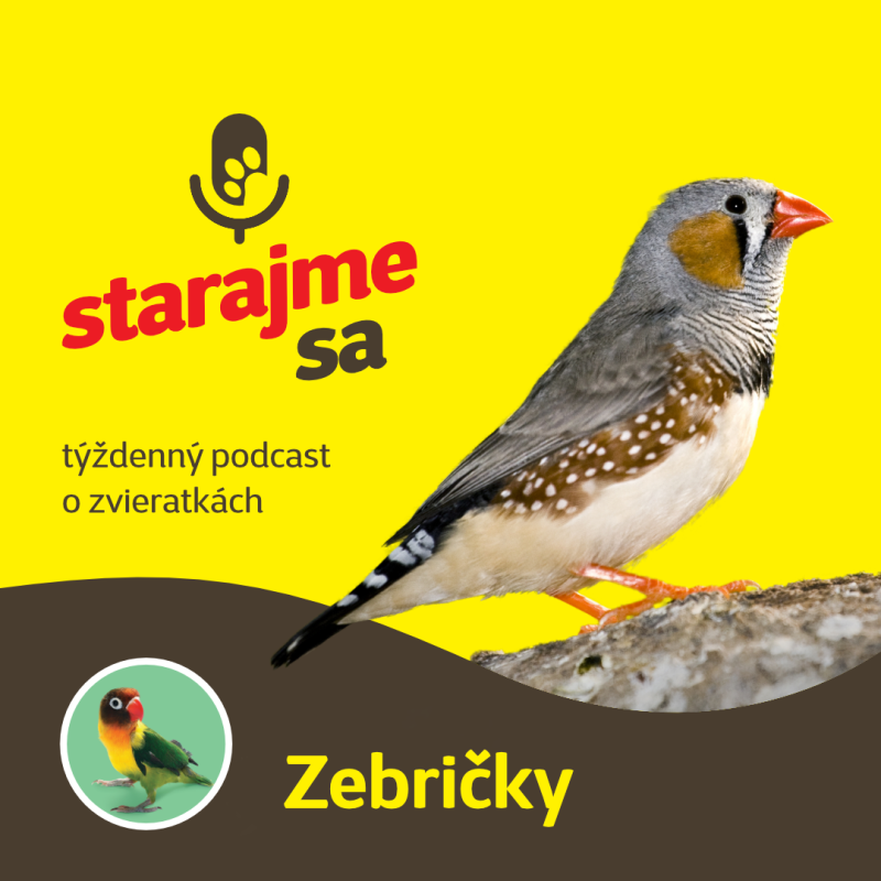 Obrázek epizody Vtáky: Zebričky
