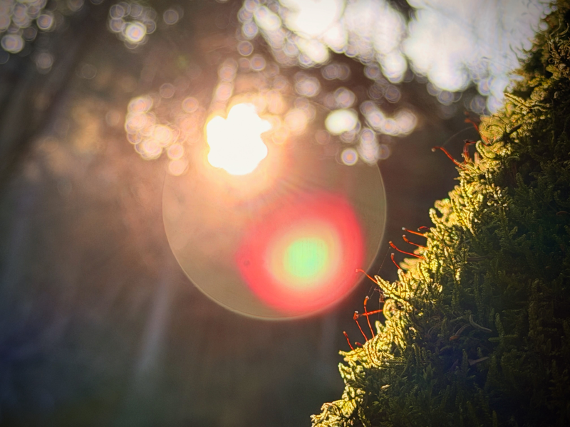 Obrázek epizody Zprávy z lesa #137 🪳