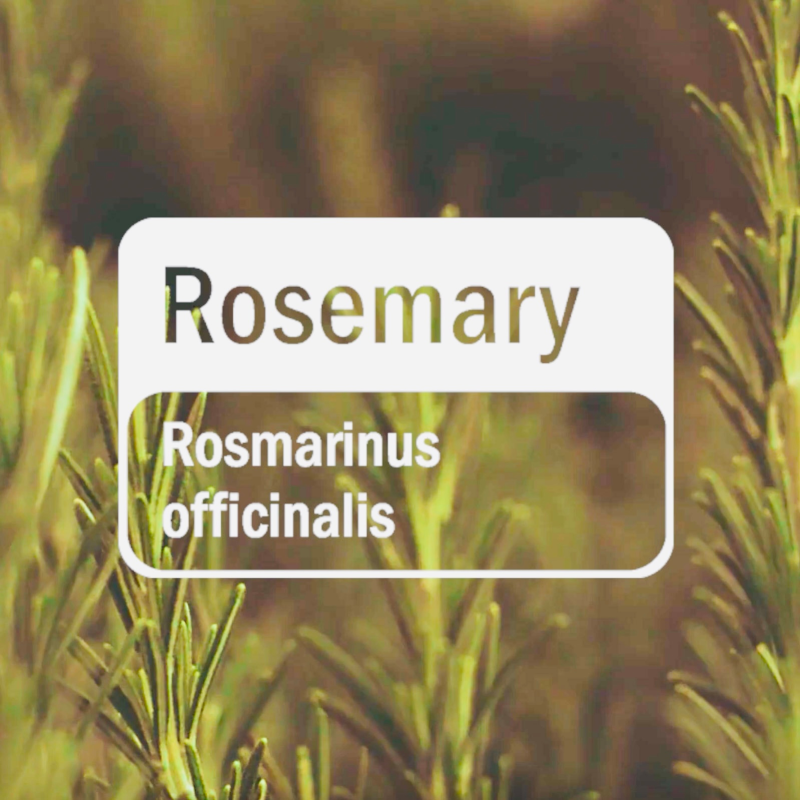 Obrázek epizody Rozmarýnová Revoluce: Síla pro Myšlení a Tělo 🌿🧠