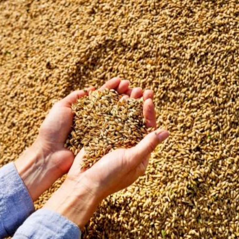 Obrázek epizody Přinést úrodu věčného života