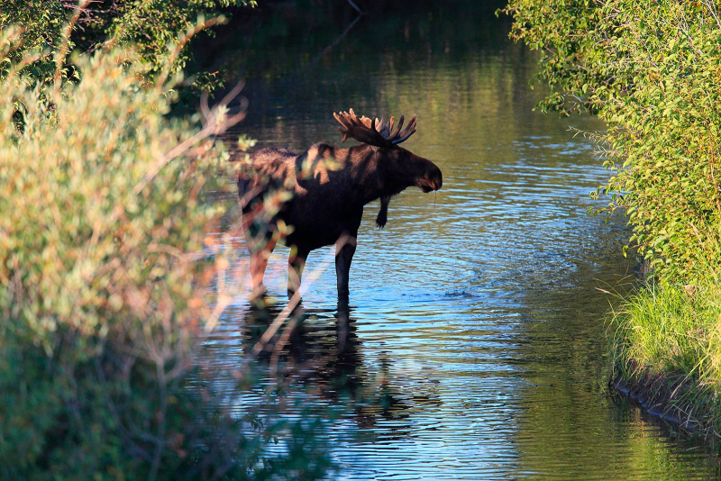 Obrázek epizody Bez volného pohybu není biodiverzita