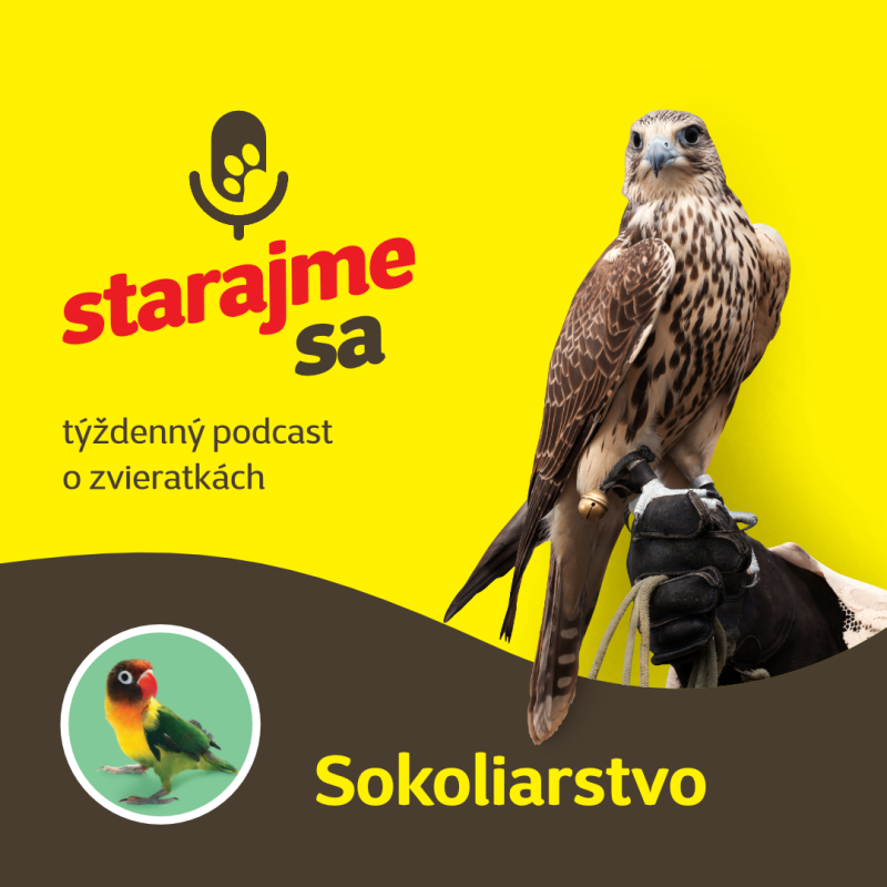 Obrázek epizody Vtáky: Sokoliarstvo