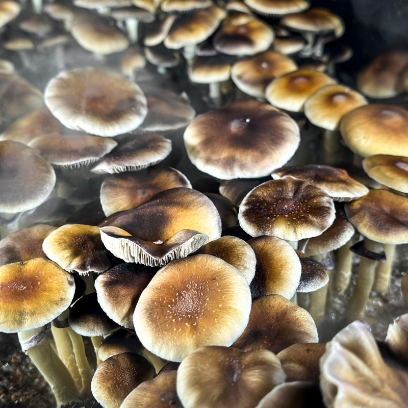 Obrázek epizody Trump is backing psychedelic research: here’s why