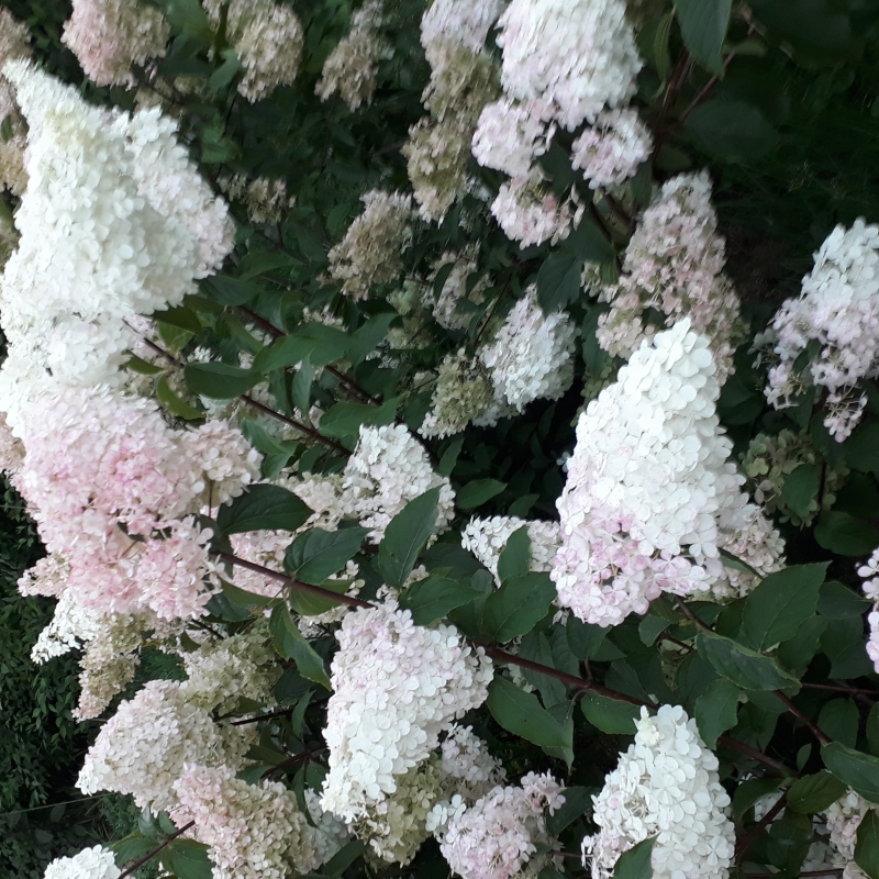 Obrázek epizody Zmije obecná