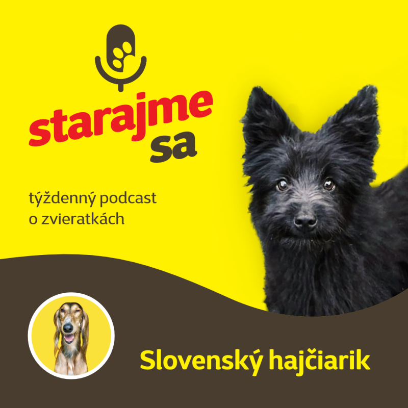 Obrázek epizody Psy: Slovenský hajčiarik