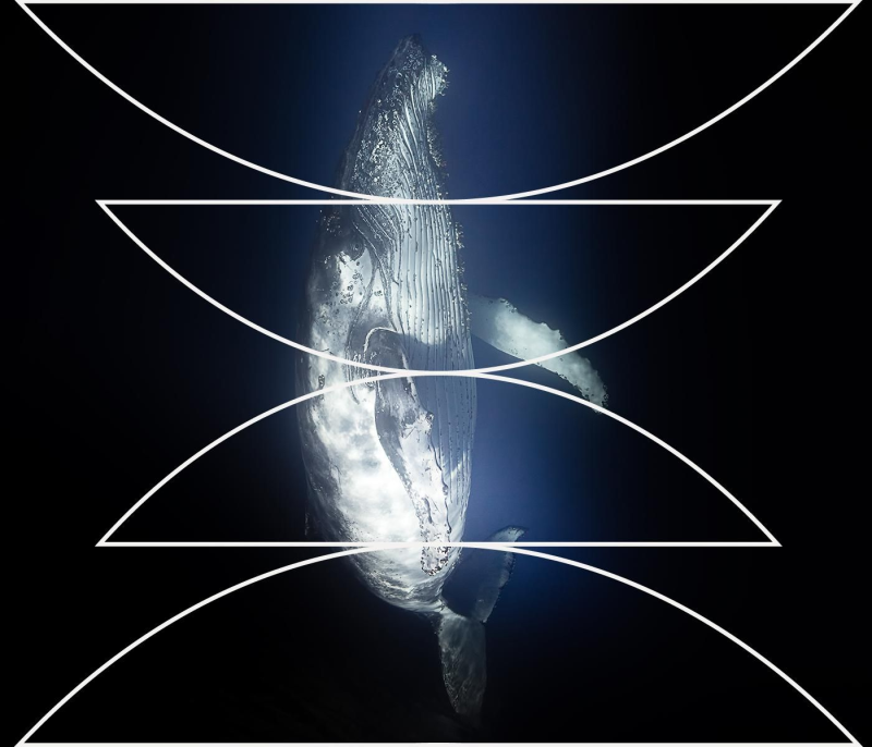 Obrázek epizody The Humpback and the Killer