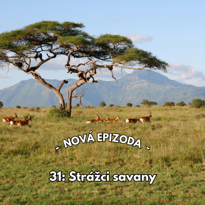 Obrázek epizody 31: Strážci savany
