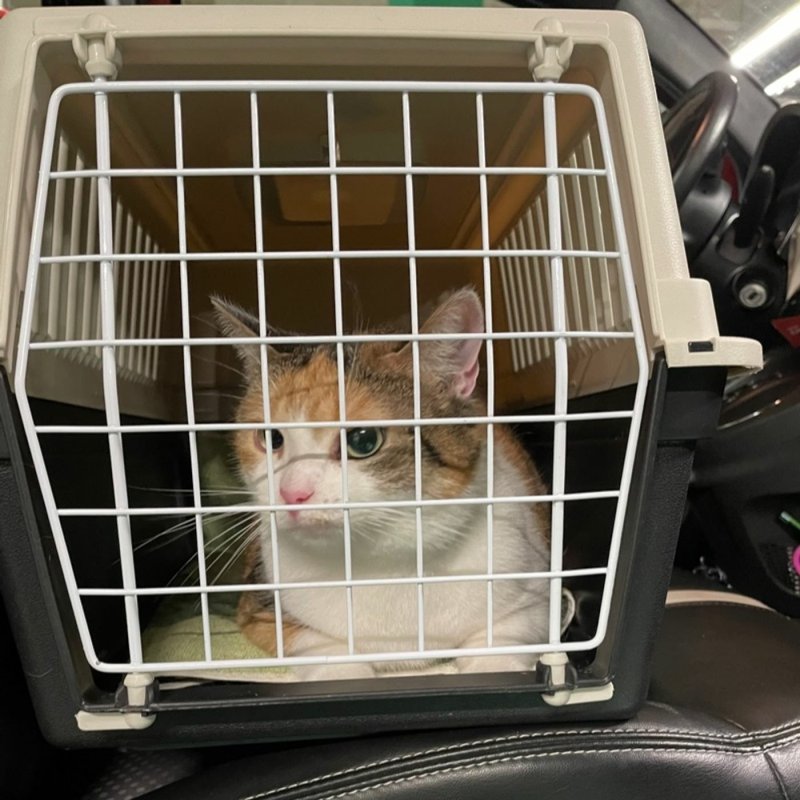 Obrázek epizody 30 - Kamilka a její nový domov