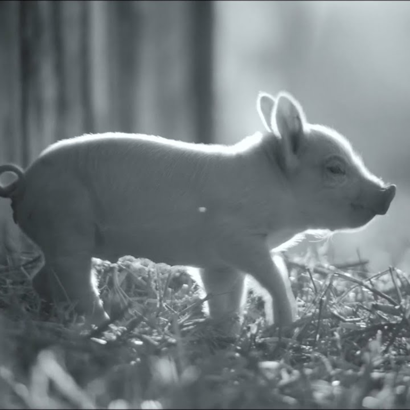 Obrázek epizody #32: Němý film pro němé tváře, mafiáni na Špilberku a rubín v letu na Venuši (9. 8. – 15. 8. 2021)