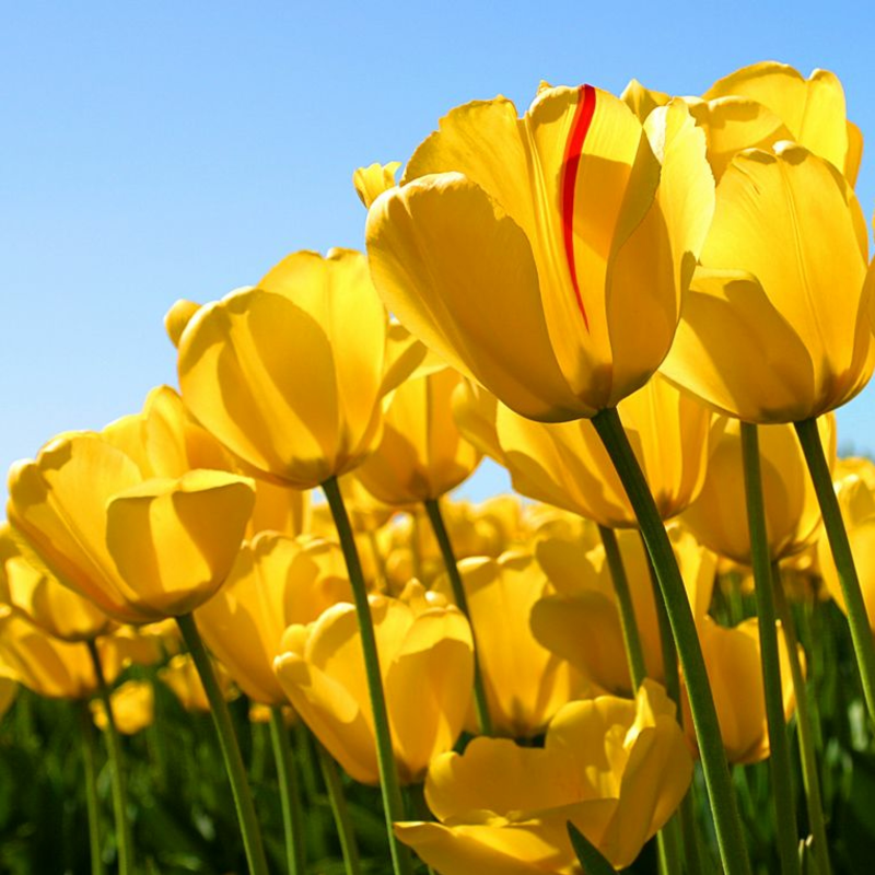 Obrázek epizody Květen 2021 - Květen člověka a národa