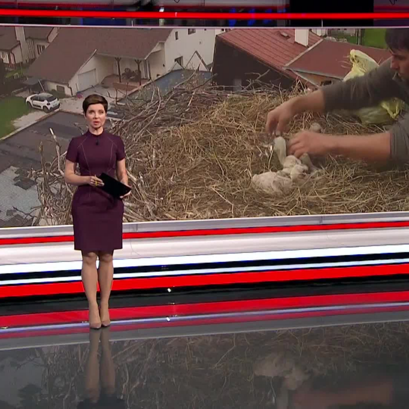 Obrázek epizody Osamělý čáp (zdroj: CNN Prima NEWS)