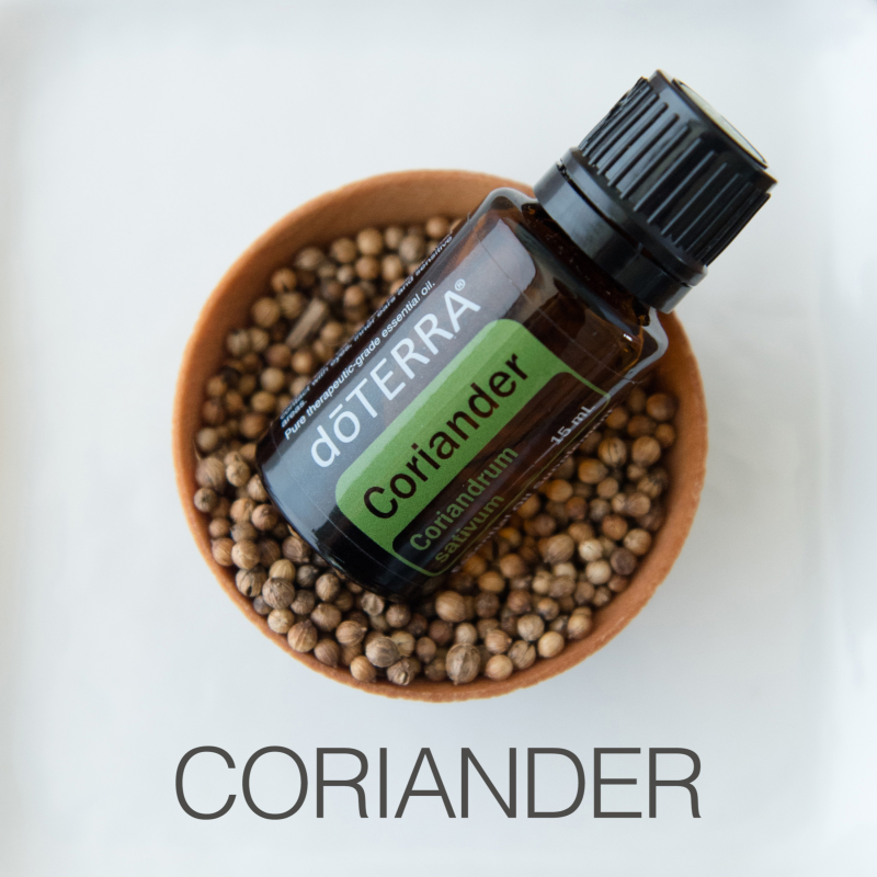 Obrázek epizody Koriandr: Zelený Klíč k Vitalitě 🌿✨