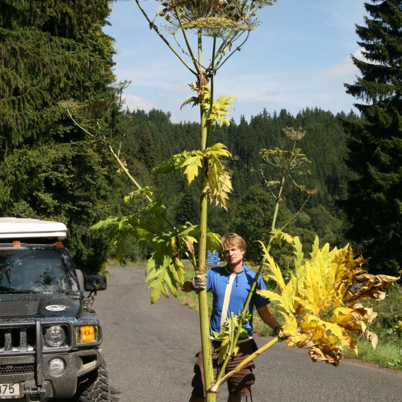 Obrázek epizody Bolševník nepřivezl do Čech bolševik ale Metternich