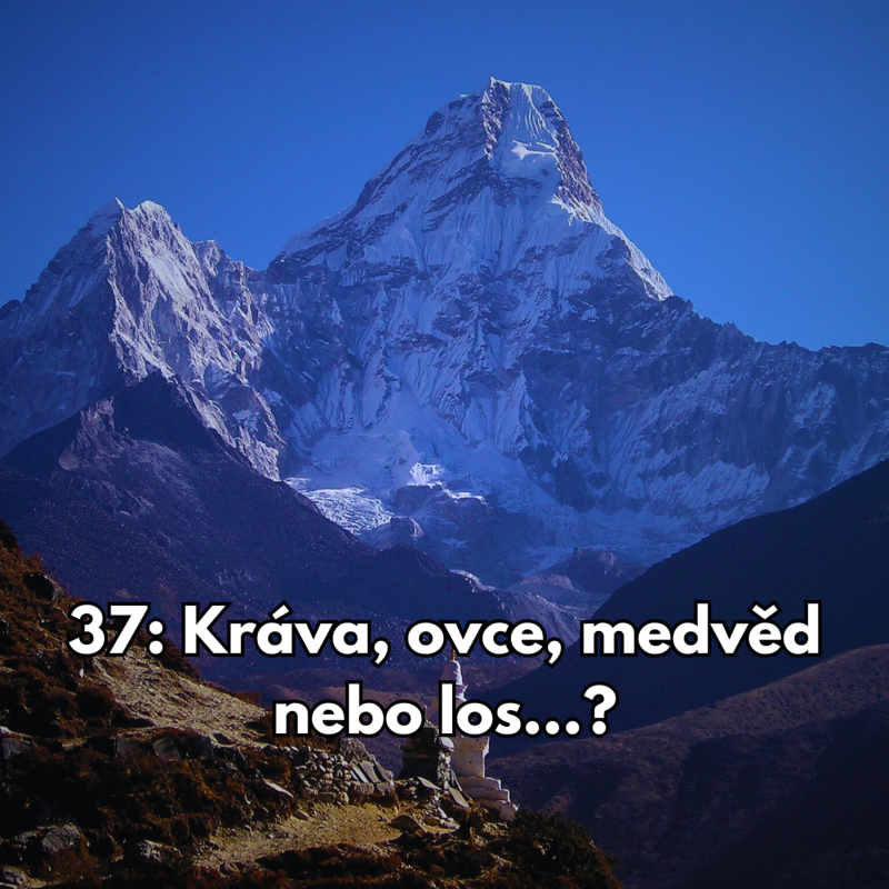 Obrázek epizody 37: Kráva, ovce, medvěd nebo los...?