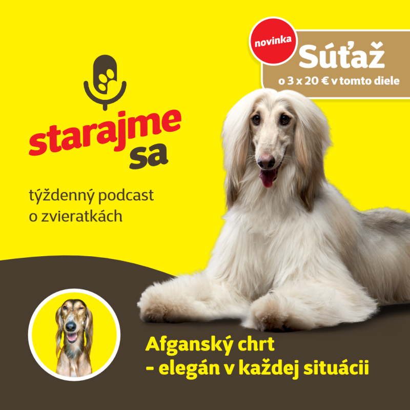 Obrázek epizody Psy: Afganský chrt - elegán v každej situácii