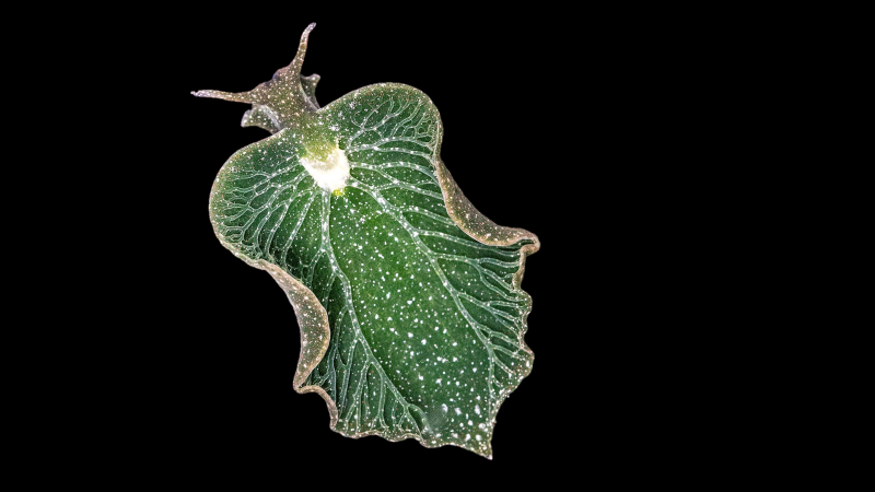 Obrázek epizody The fantastically weird world of photosynthetic sea slugs | Michael Middlebrooks