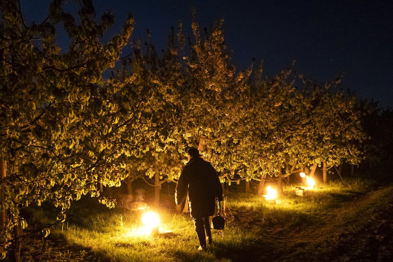 Obrázek epizody Falešné jaro bude častější. Někde může pomoct protimrazová závlaha