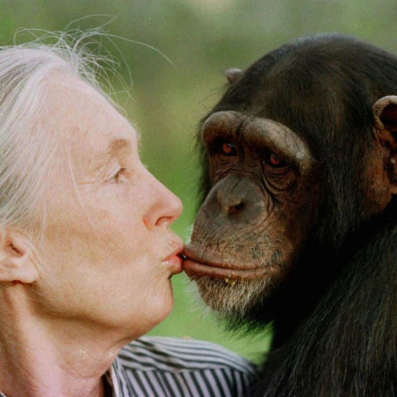 Obrázek epizody Remembering primatologist Jane Goodall