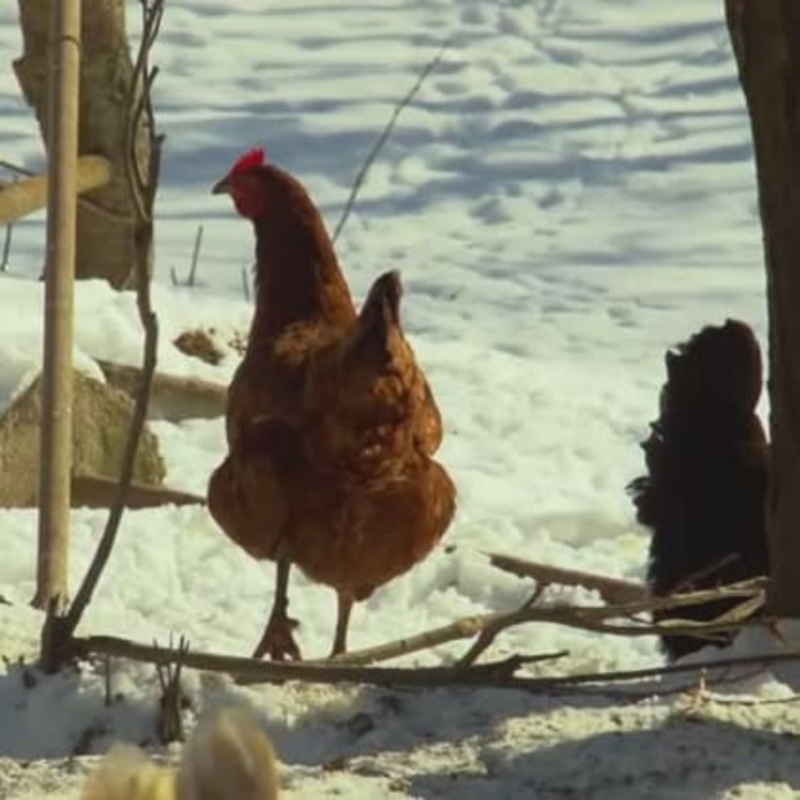 Obrázek epizody Zájem o biopotraviny roste
