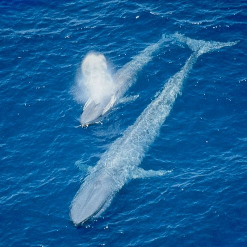 Obrázek epizody Bart Sims-Velryba učí mládě