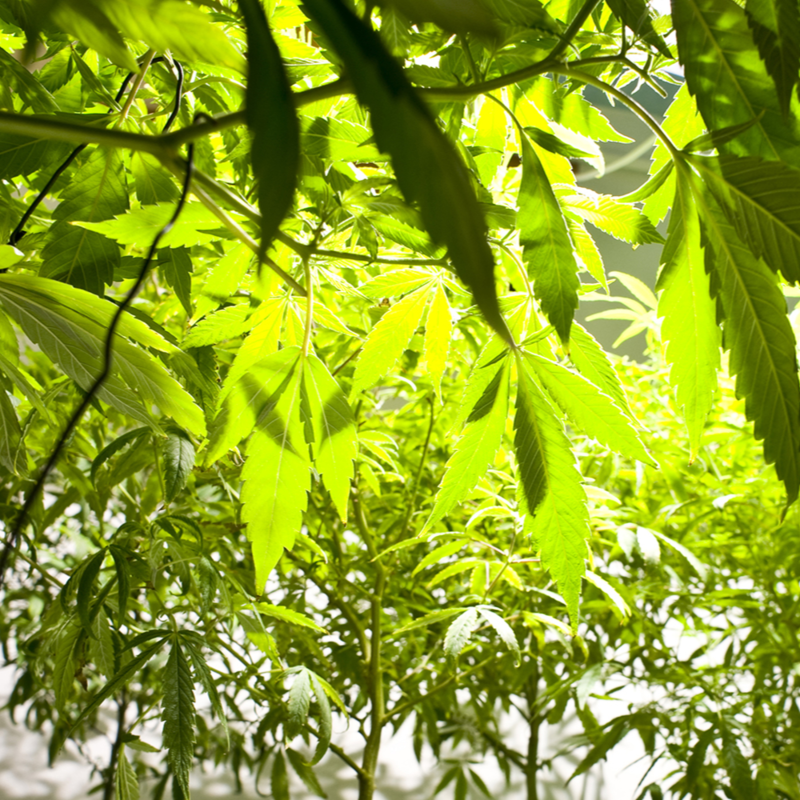 Obrázek epizody Nejliberálnější novela trestního zákoníku za víc než 30 let míří do Senátu. Skončí nesmyslné tresty za držení konopí?