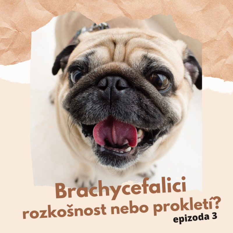Obrázek epizody #3 Brachycephalici - rozkošnost nebo prokletí?