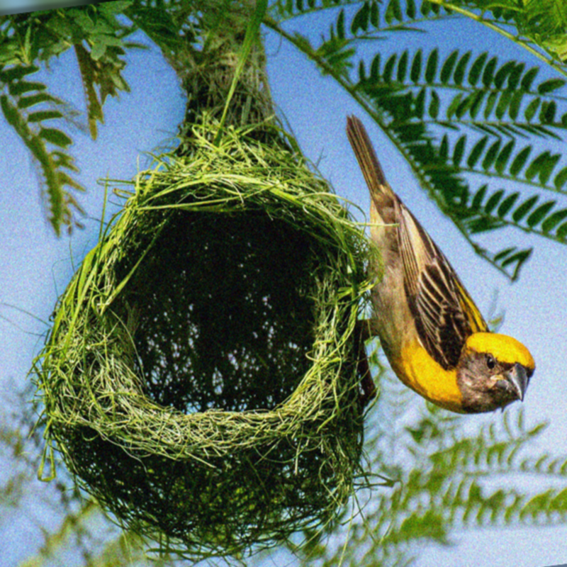 Obrázek epizody Kdepak ty ptáčku hnízdo máš?