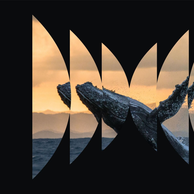 Obrázek epizody Animal Minds