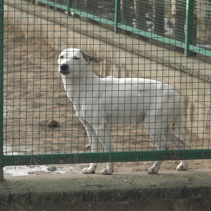 Obrázek epizody Investice do rudolického útulku.