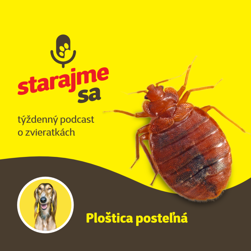 Obrázek epizody Psy: Ploštica posteľná - prekvapko, ktoré si nechcete priniesť z dovolenky