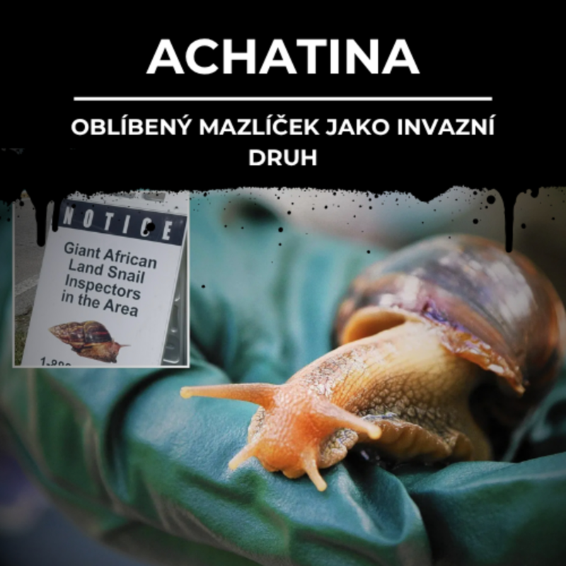 Obrázek epizody 87: ACHATINA | Oblíbený mazlíček jako invazní druh