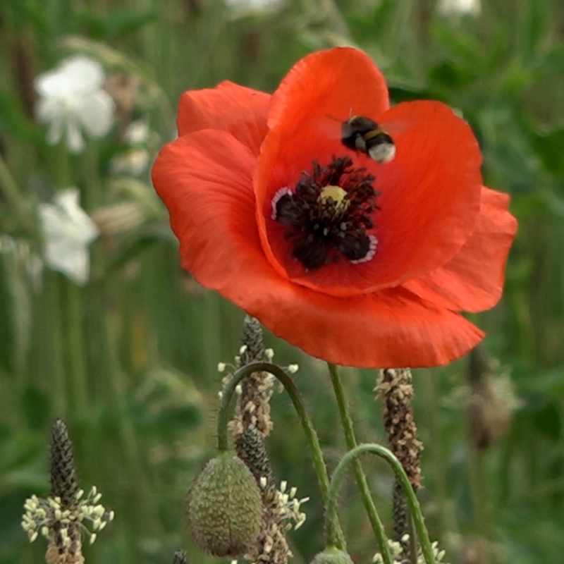 Obrázek epizody Jak vzniká květinová výsadba ve městě? To se dozvíte v našem podcastu.