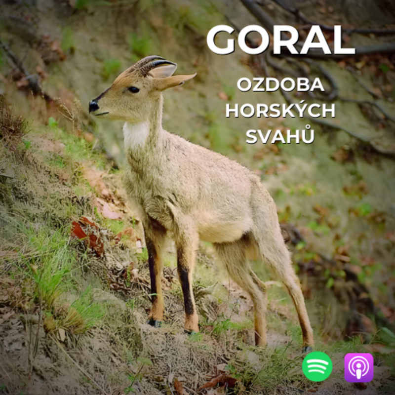 Obrázek epizody 68: Ne zrovna známý poklad východoasijských hor | Goral