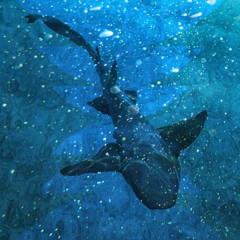 Obrázek epizody The Shark Inside You