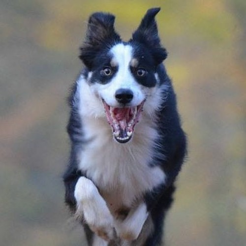 Obrázek epizody OBCE A PSÍ ÚTULKY