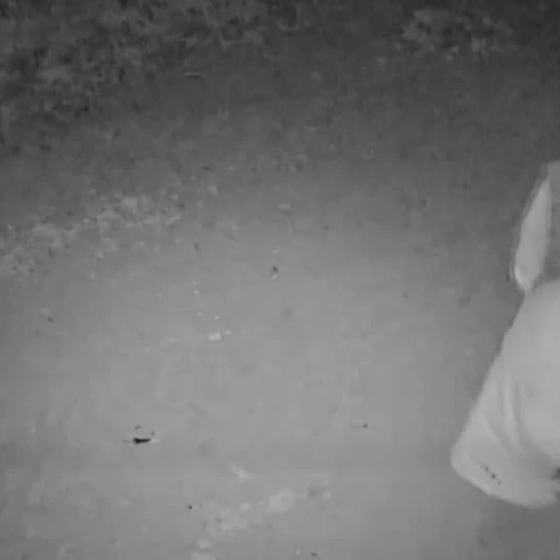 Obrázek epizody Zloději na kameře (zdroj: CNN Prima NEWS)