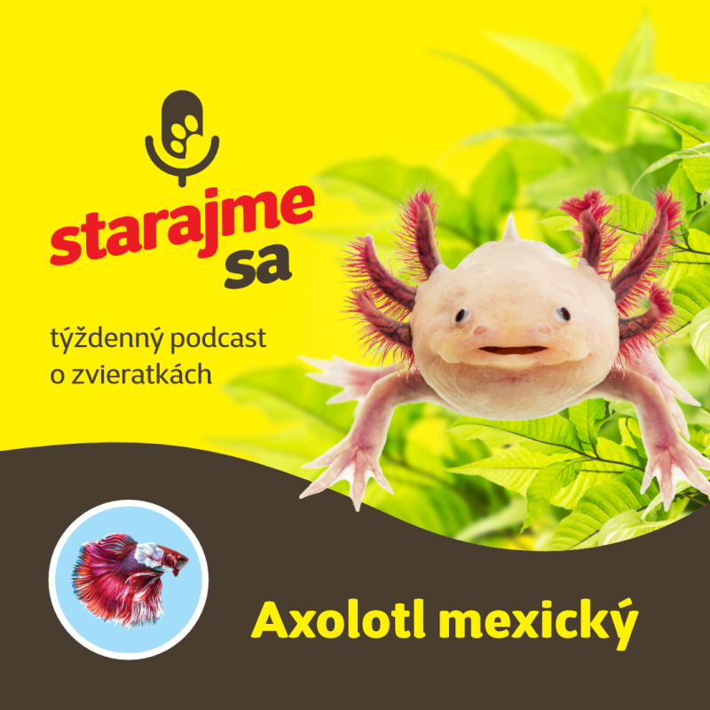 Obrázek epizody Akvaristika: Axolotl mexický