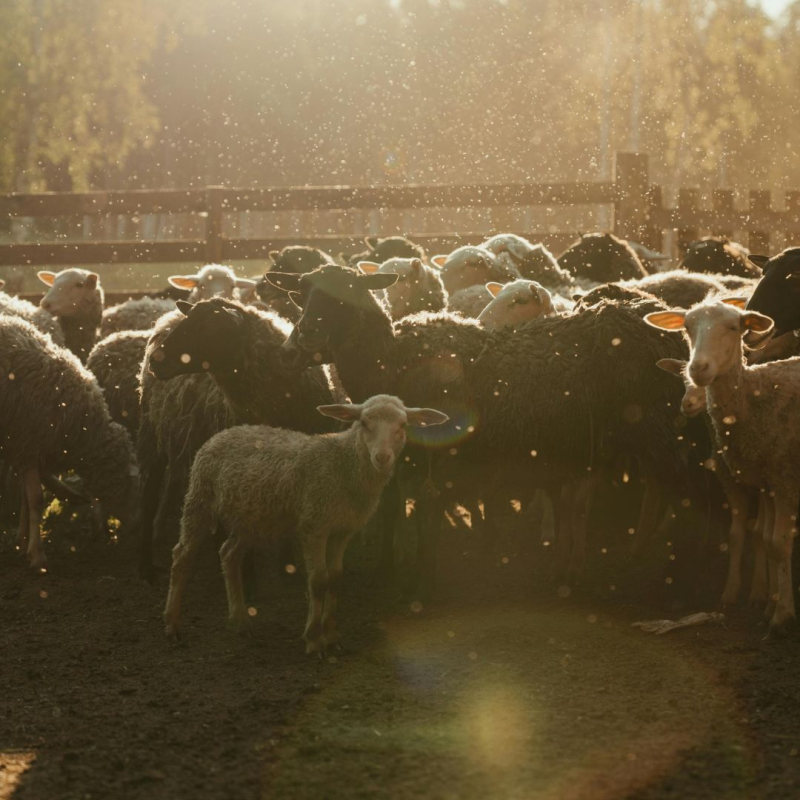 Obrázek epizody Akční pastýři