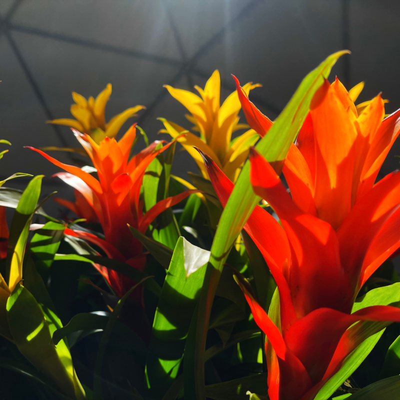 Obrázek epizody Bleder show #22