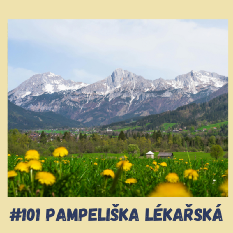 Obrázek epizody #101 PAMPELIŠKA LÉKAŘSKÁ / epigenetika, diabetes, játra, žlučník, ledviny, trávení, protizánětlivé účinky, antimikrobiální účinky, cholesterol, dna