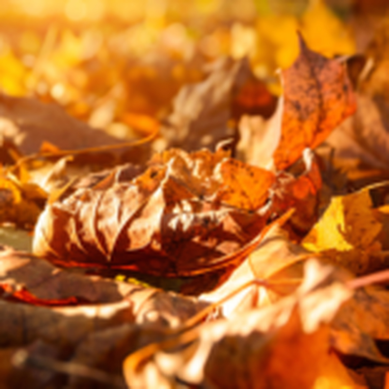 Obrázek epizody HOROSKOPY: Štíři, opatrně dávkujte své emoce i maličkosti vás můžou rozčílit