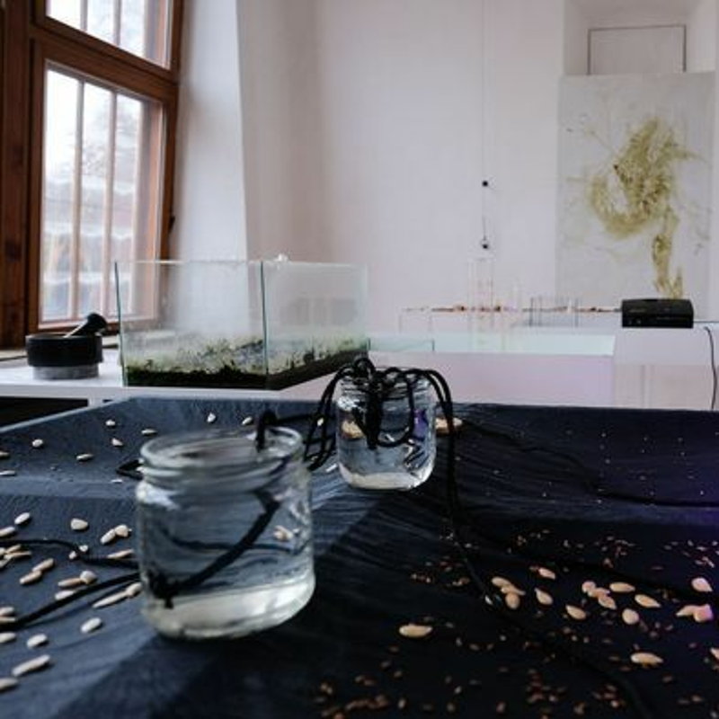 Obrázek epizody Galerie Entrance: Kořeny rostou dovnitř (Nikola Brabcová, Karin Šrubařová a další)