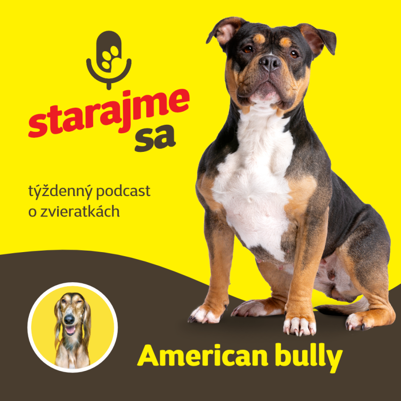 Obrázek epizody Psy: American bully