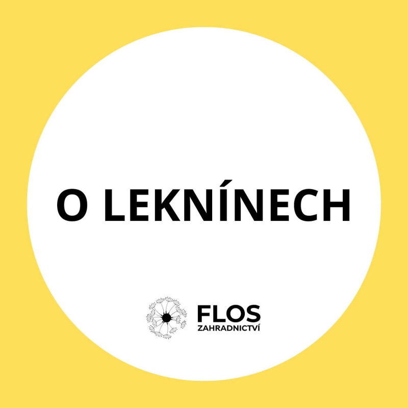 Obrázek epizody O leknínech
